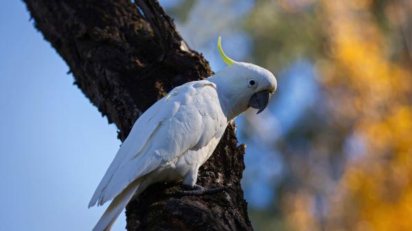 Free sulphur crested cockatoo is sitting on tree branch with blur background hd animals wallpaper download