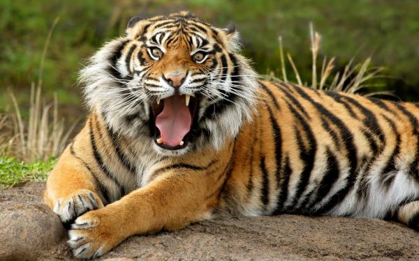 Free sumatran dangerous tiger wallpaper download