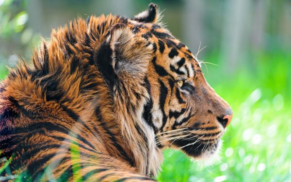 Free sumatran tiger 4k wallpaper download