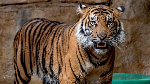 Free sumatran tiger in zoo 4k wallpaper download