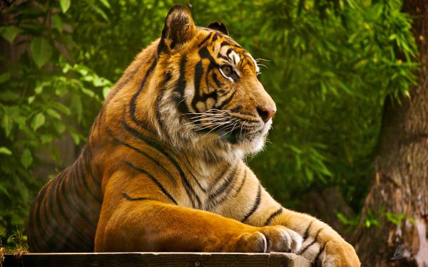 Free sumatran tiger wallpaper download