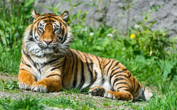 Free sumatran tigress 4k wallpaper download