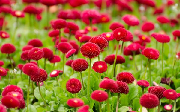 Free summer red flowers wallpaper download