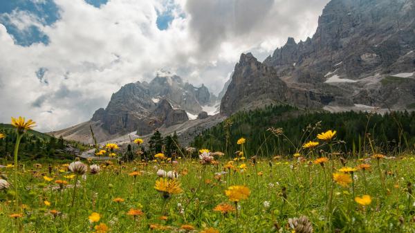 Free summer yellow flowers alps meadow dolomites hd flowers wallpaper download