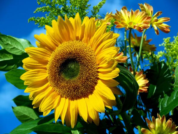 Free sun flower 1024x768 wallpaper download