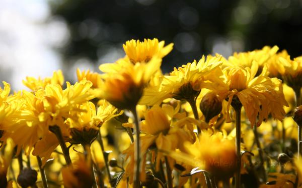 Free sun flowers belt wallpaper download