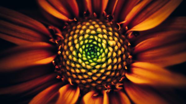 Free sunflower 4k 2 wallpaper download