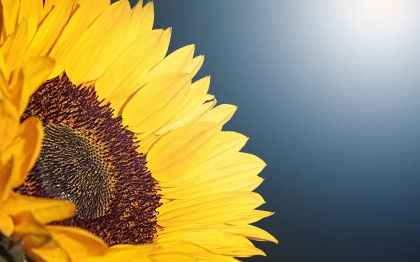 Free sunflower 4k wallpaper download