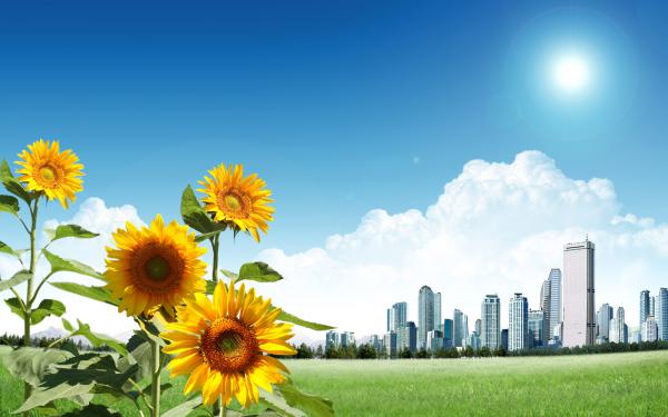 Free sunflower city wallpaper download