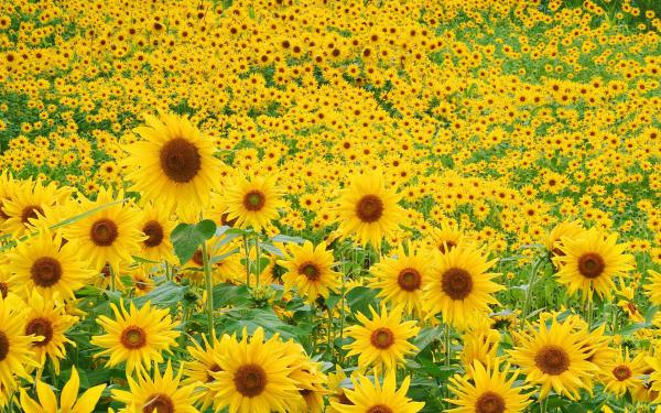 Free sunflower field wallpaper download