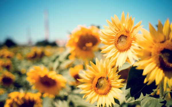 Free sunflower garden wallpaper download