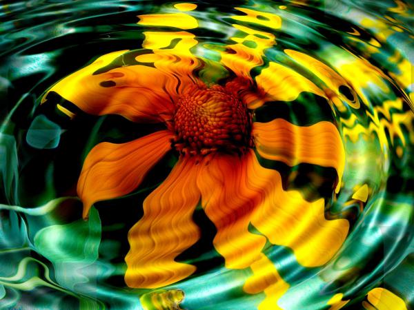 Free sunflower in water wallpaper download