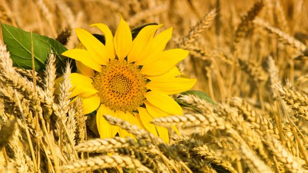 Free sunflower in wheat field hd flowers wallpaper download