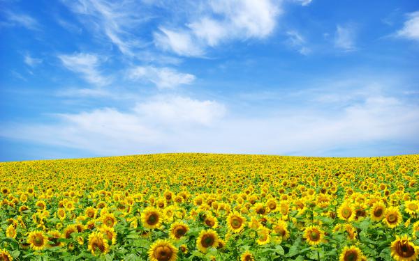 Free sunflower landscape wallpaper download