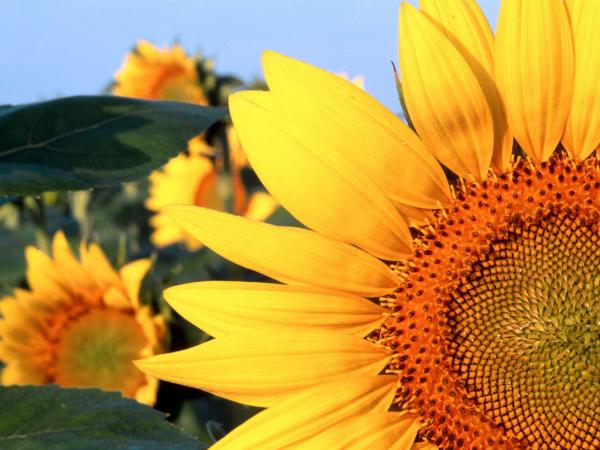 Free sunflower nebraska wallpaper download