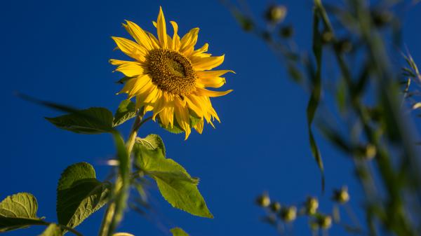 Free sunflower with background of blue sky hd flowers wallpaper download