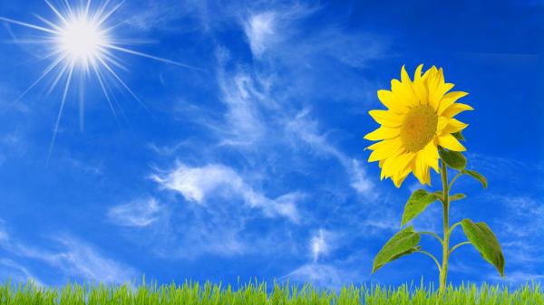 Free sunflower with background of sun and blue sky with clouds hd flowers wallpaper download