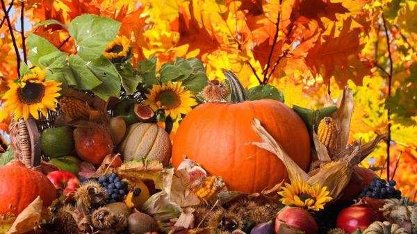 Free sunflower with leaves pumpkin apple grapes hd thanksgiving wallpaper download