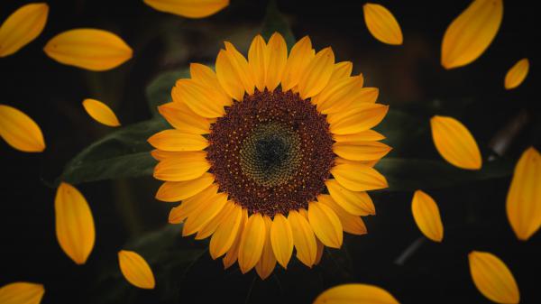 Free sunflower with shedding petals 4k 5k hd flowers wallpaper download