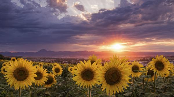 Free sunflowers during sunrise 4k hd flowers wallpaper download