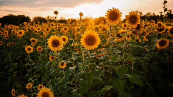 Free sunflowers during sunset 4k 5k hd flowers wallpaper download