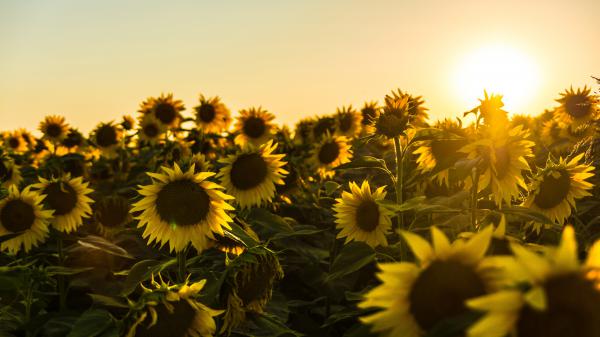 Free sunflowers field during sunset 4k 5k hd flowers wallpaper download