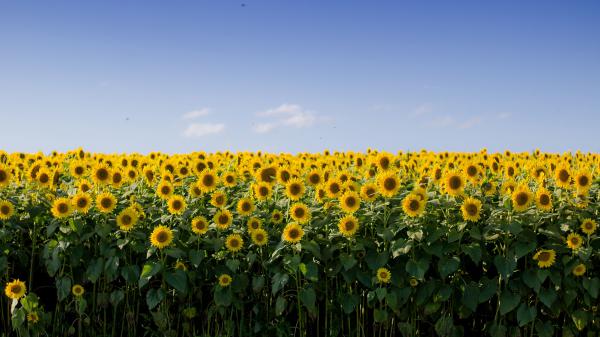 Free sunflowers field under blue sky hd flowers wallpaper download