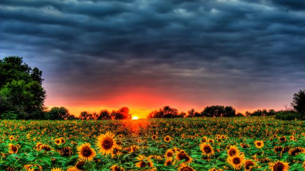 Free sunflowers field under gray sky with red sunset hd flowers wallpaper download