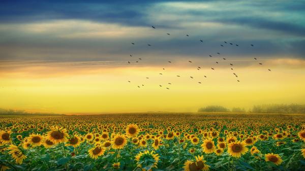 Free sunflowers field with back of yellow and cloudy skin and flying birds 4k hd flowers wallpaper download