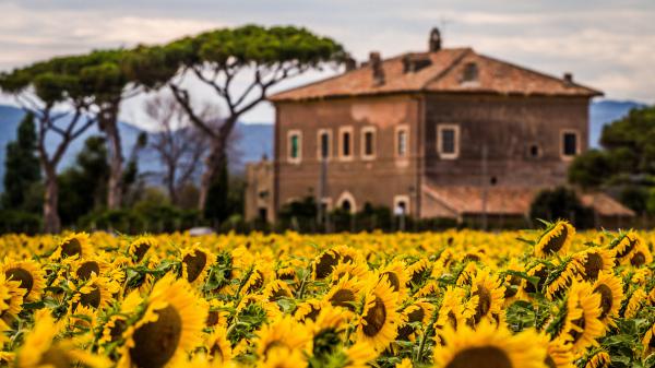 Free sunflowers field with background of house trees and mountain hd flowers wallpaper download