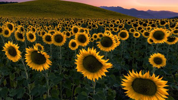 Free sunflowers field with background of mountain and sky during sunset hd flowers wallpaper download