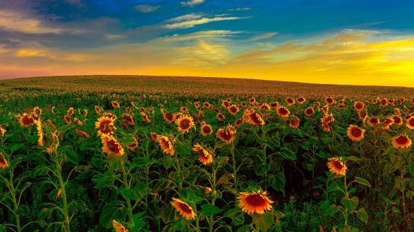 Free sunflowers field with background of yellow and blue sky during sunset 4k 5k hd flowers wallpaper download