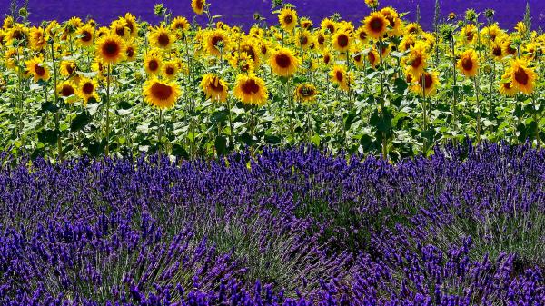 Free sunflowers field with lavender hd flowers wallpaper download