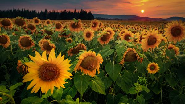 Free sunflowers flowers field forest 4k hd wallpaper download