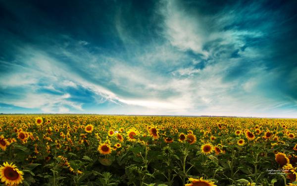 Free sunflowers landscape wallpaper download