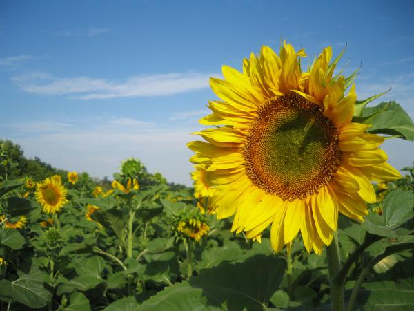 Free sunflowers nature wallpaper download