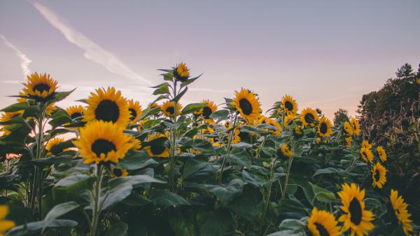 Free sunflowers under gray sky during evening time 4k 5k hd flowers wallpaper download