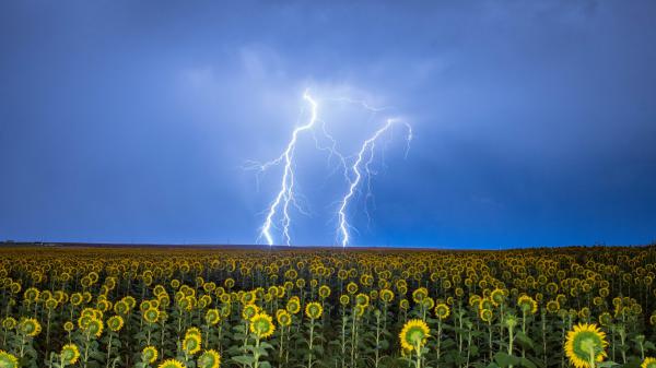 Free sunflowers under lightning sky hd flowers wallpaper download