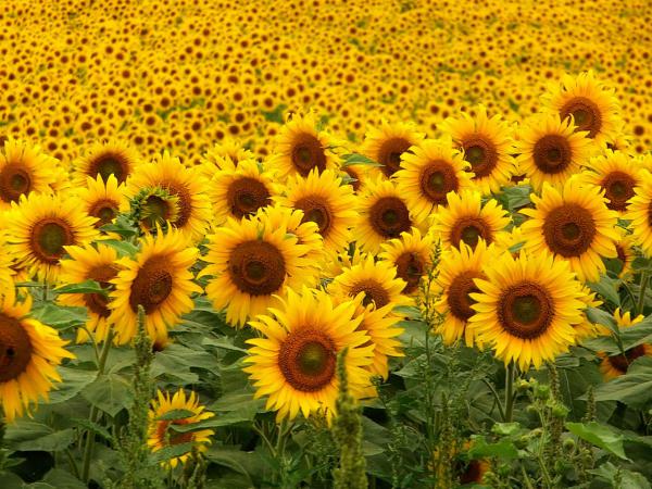 Free sunflowers wallpaper download