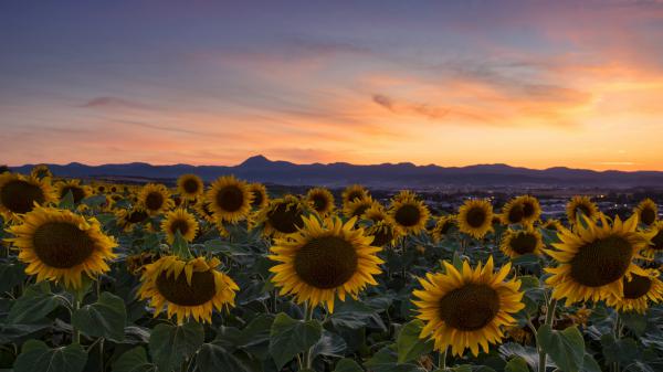 Free sunflowers with backgound of sunset sky during evening time 4k hd flowers wallpaper download