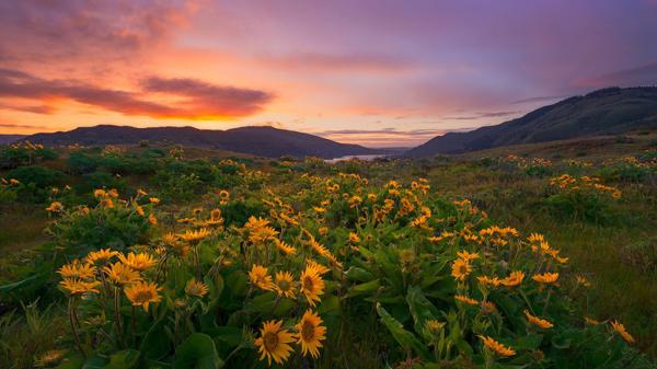 Free sunflowers with background of mountain during evening time hd flowers wallpaper download