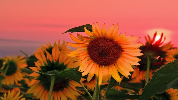 Free sunflowers with background of red sunset sky hd flowers wallpaper download