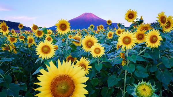 Free sunflowers with background of sunset reflect at tip of the mountain and blue sky hd flowers wallpaper download