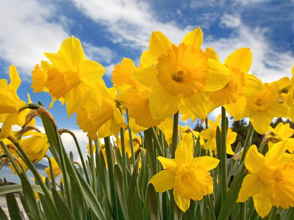 Free sunny daffodils wallpaper download