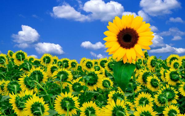 Free sunshine to brighten your day wallpaper download