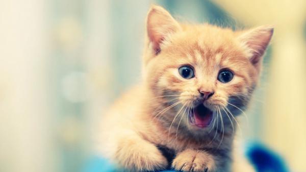 Free surprised brown kitten in blur background 4k hd animals wallpaper download