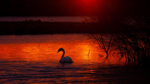 Free swan bird lake 4k 5k hd wallpaper download