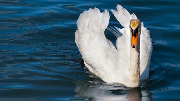 Free swan is floating on water 4k 5k hd birds wallpaper download