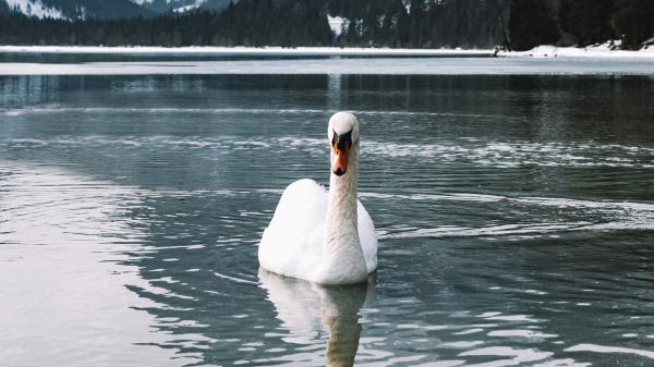 Free swan is on pond with water and trees background hd birds wallpaper download