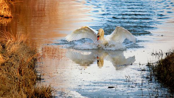 Free swan is on water between dirty dry grass hd birds wallpaper download